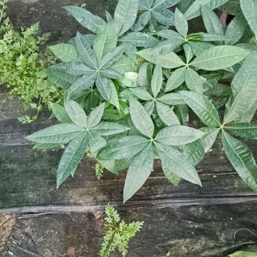 鹤山市发财树盆栽