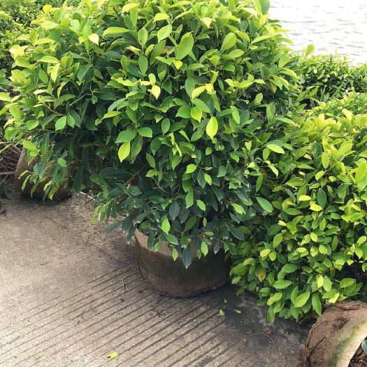 普宁市黄榕球80-90公分耐热耐旱耐瘠 根系发达常绿小乔木树干多枝