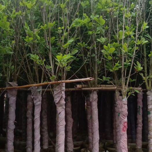普宁市 荷花玉兰（紫玉兰）