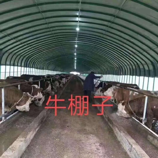 天津大棚管  新型养牛棚。使用寿命长。抗风雪。通风性好。厂家直供。价格从优
