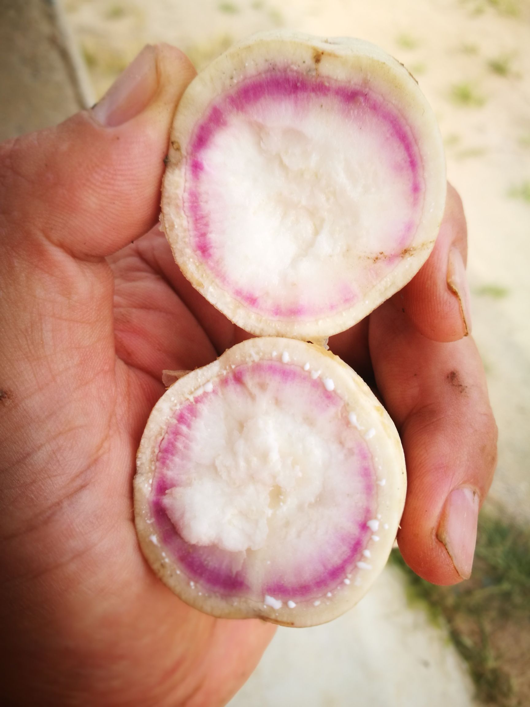 奥洲紫白牛奶玉  地瓜中的精品 可蒸可烤 甜糯 牛奶香 吃多少都不反胃