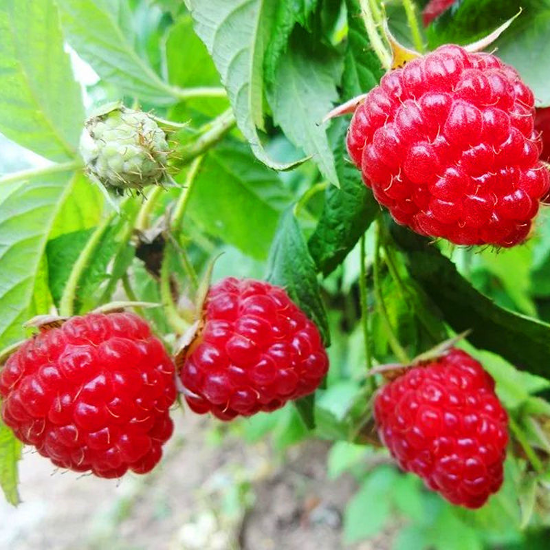 双季树莓苗 双季红树莓苗树苗树莓苗黄红树莓苗南方北方盆栽地栽保纯度