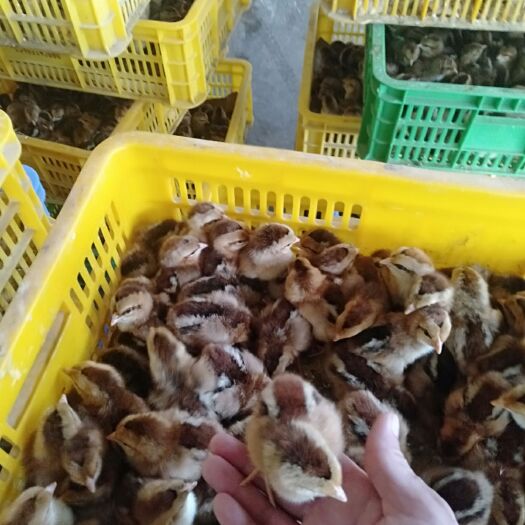南宁 广西耀鑫孵化有限公司 瑶鸡苗  好养殖易管理 欢迎老板来选购