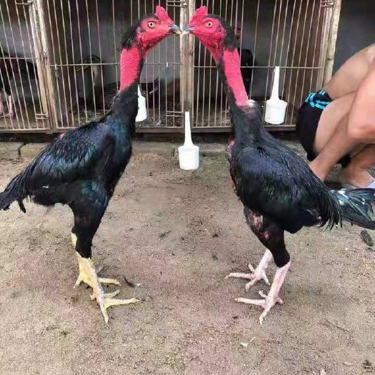 南宁鸡苗，越南斗鸡苗，出壳苗，脱温苗，诚信经营欢迎致电了解