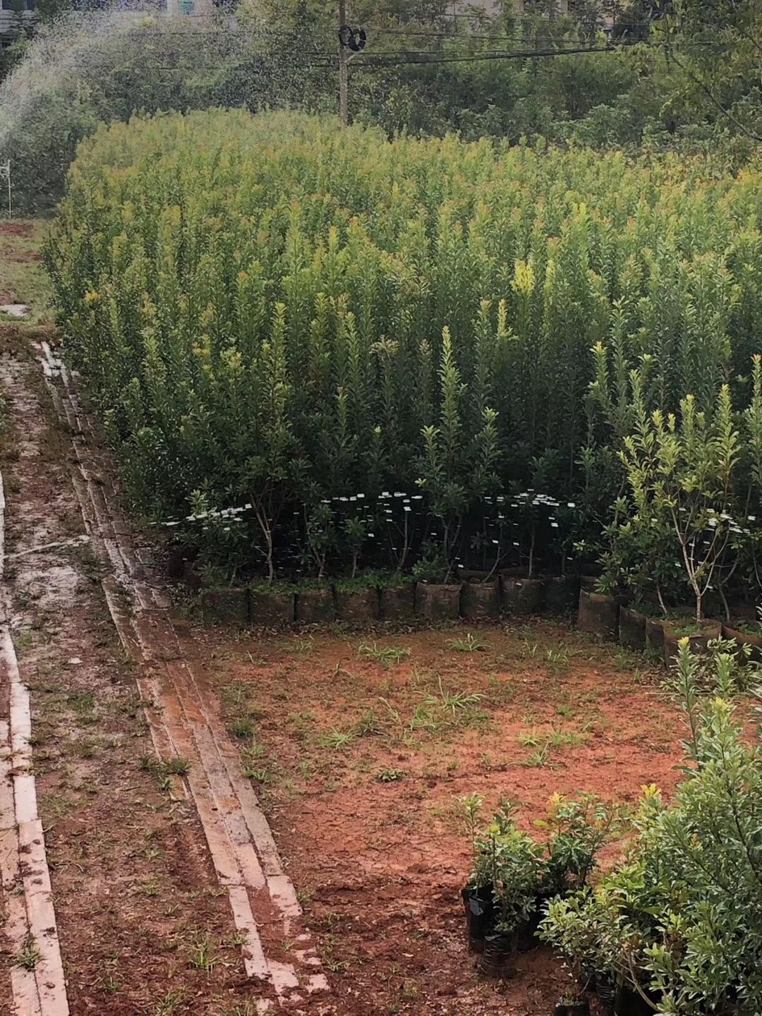 东魁杨梅树苗  荸荠杨梅，黑炭杨梅苗，云南杨梅苗基地直供