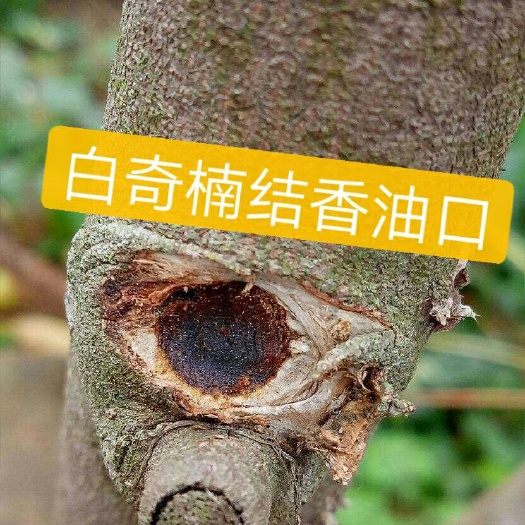 茂名奇楠沉香树  白奇是奇楠之王  结香快 品质好 木中钻石