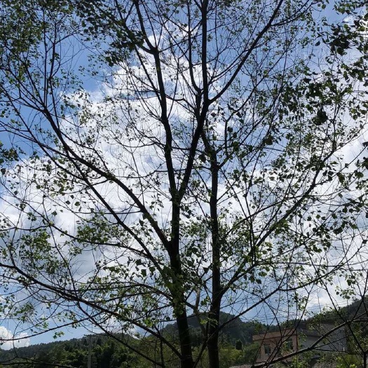 郴州 乌桕树