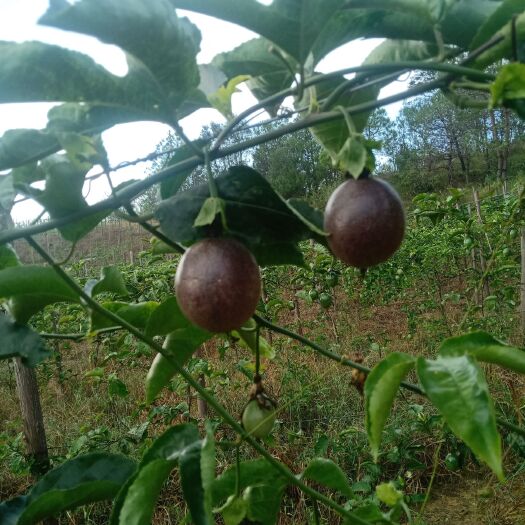 砚山县芭乐黄金百香果 云南省文山壮族苗族自治州砚山县 黄色