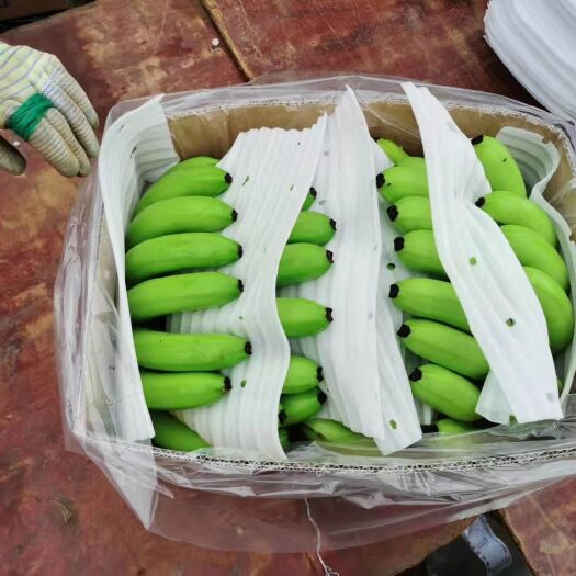 南宁云南红河香蕉 广西精品香蕉