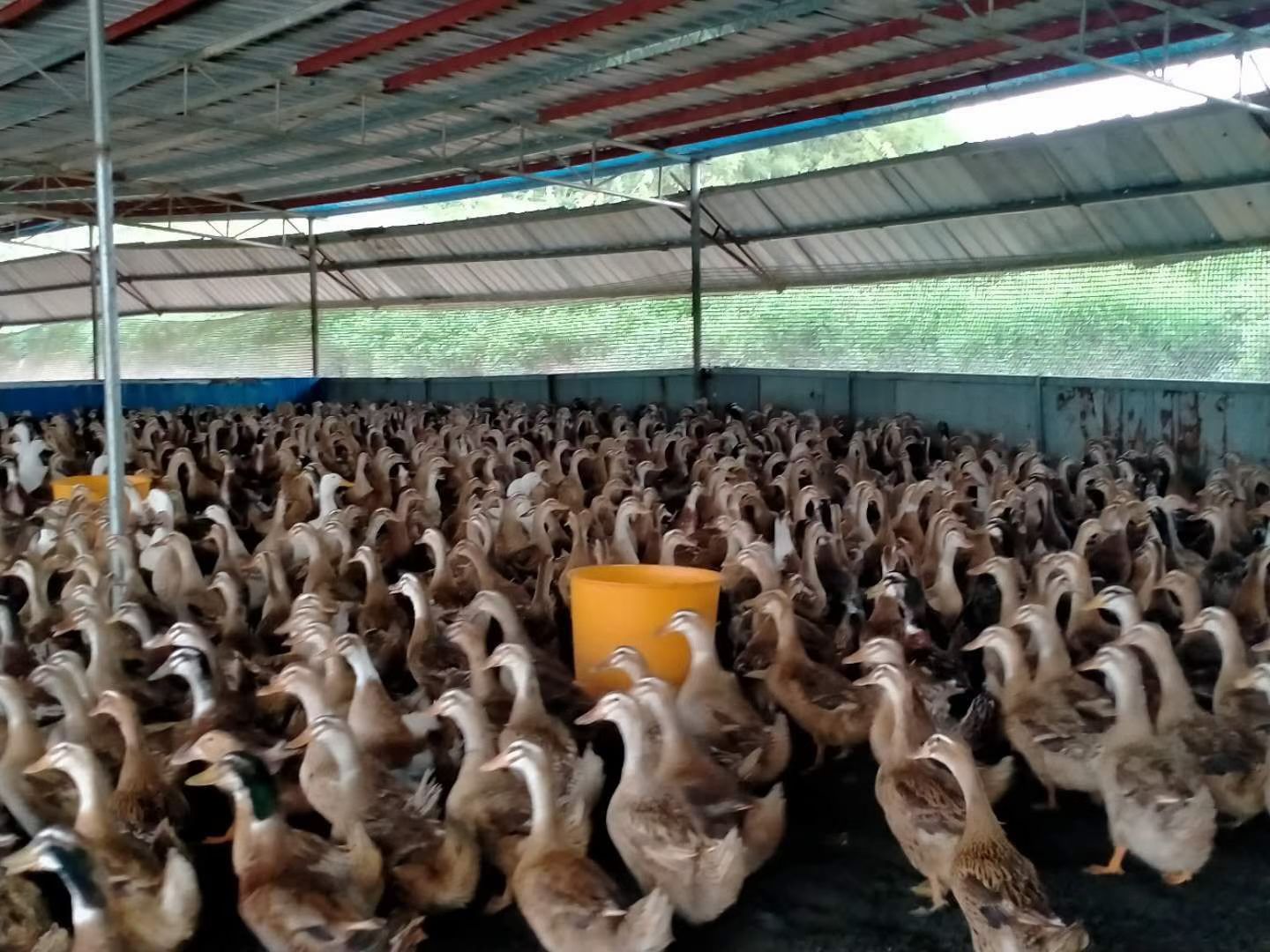 四会市淘汰鸭 一年多的9000羽淘汰种鸭，后天开栏！