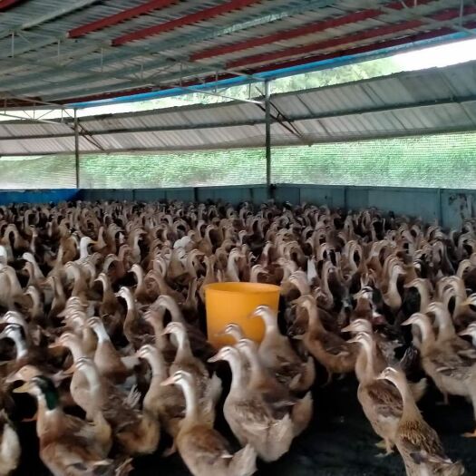 四会市淘汰鸭 一年多的9000羽淘汰种鸭，后天开栏！