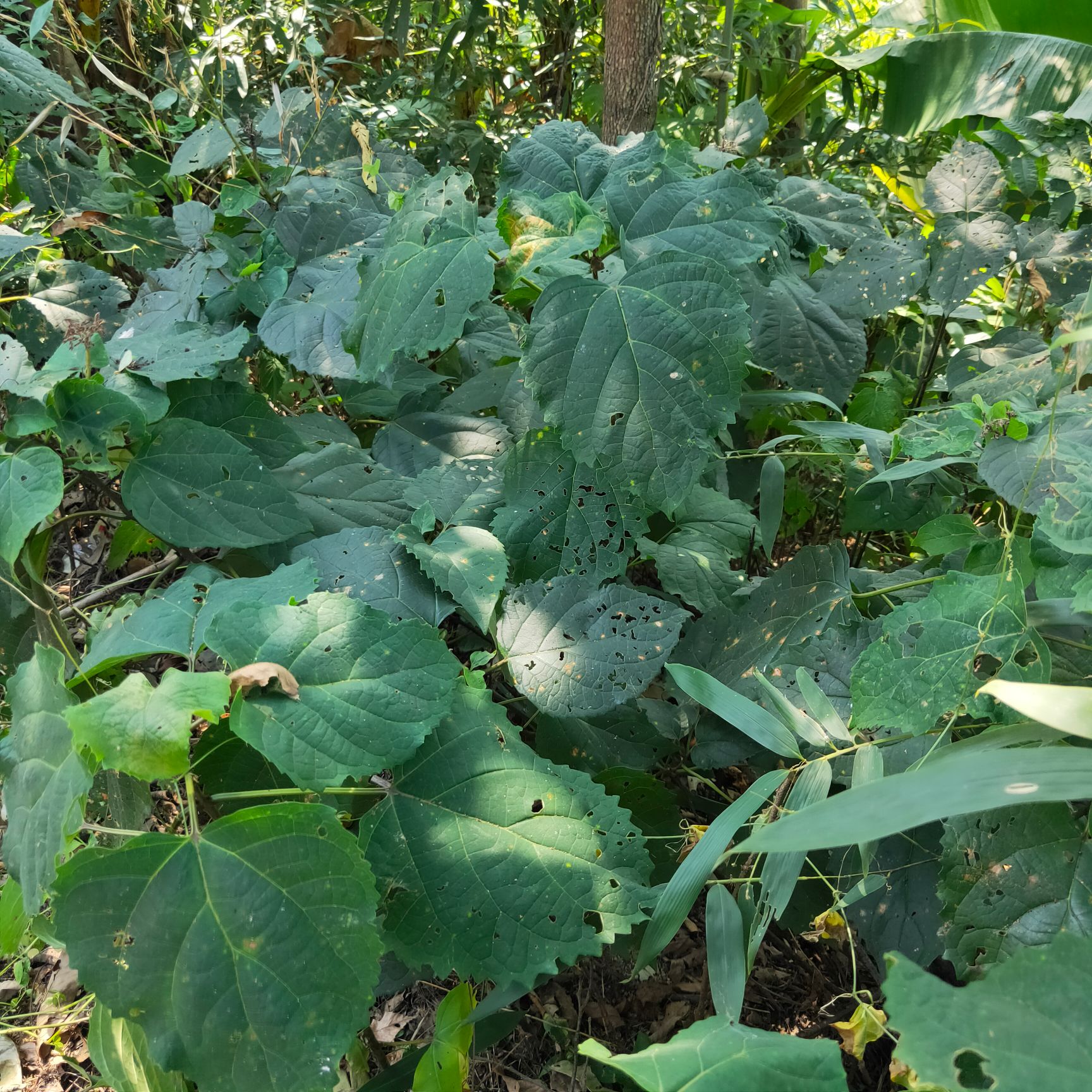 牡丹籽  臭牡丹根臭枫根矮童子臭八宝鲜货干货中药材