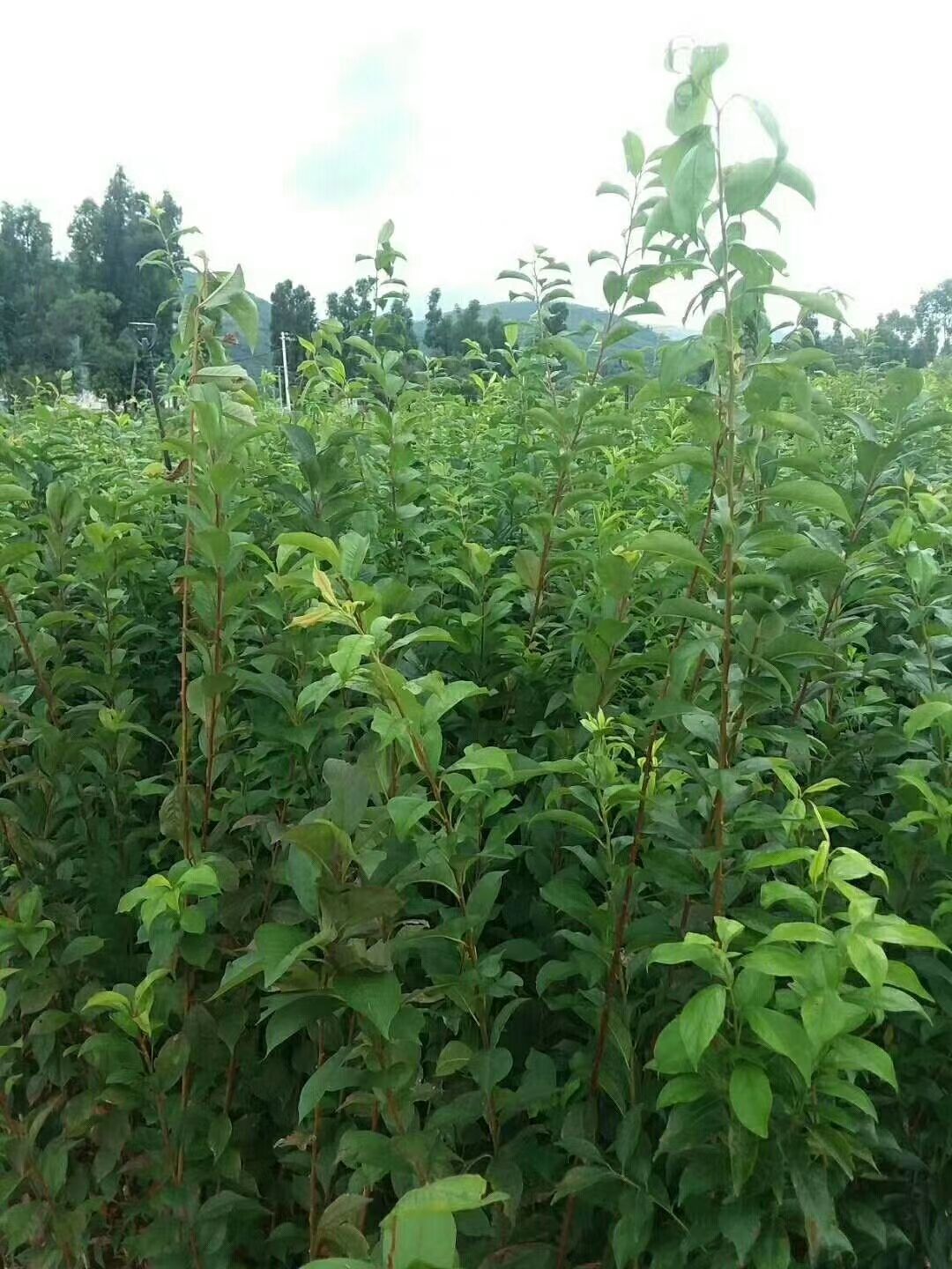 青脆李苗  云南李子苗品种齐全，文山李子苗基地
