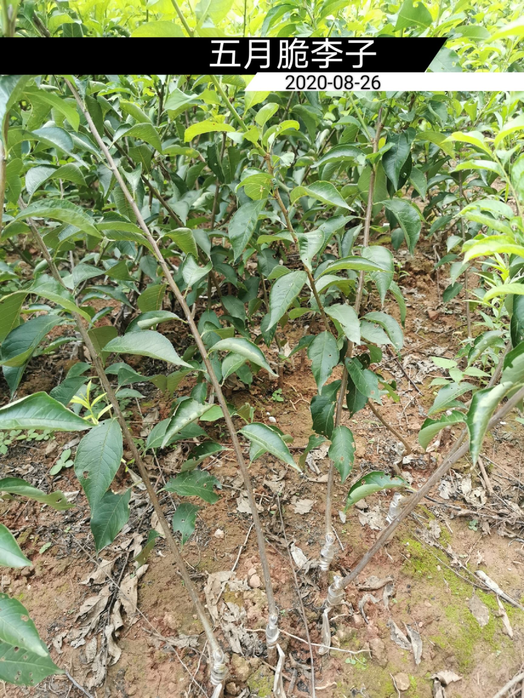 青脆李苗  云南李子苗品种齐全，文山李子苗基地