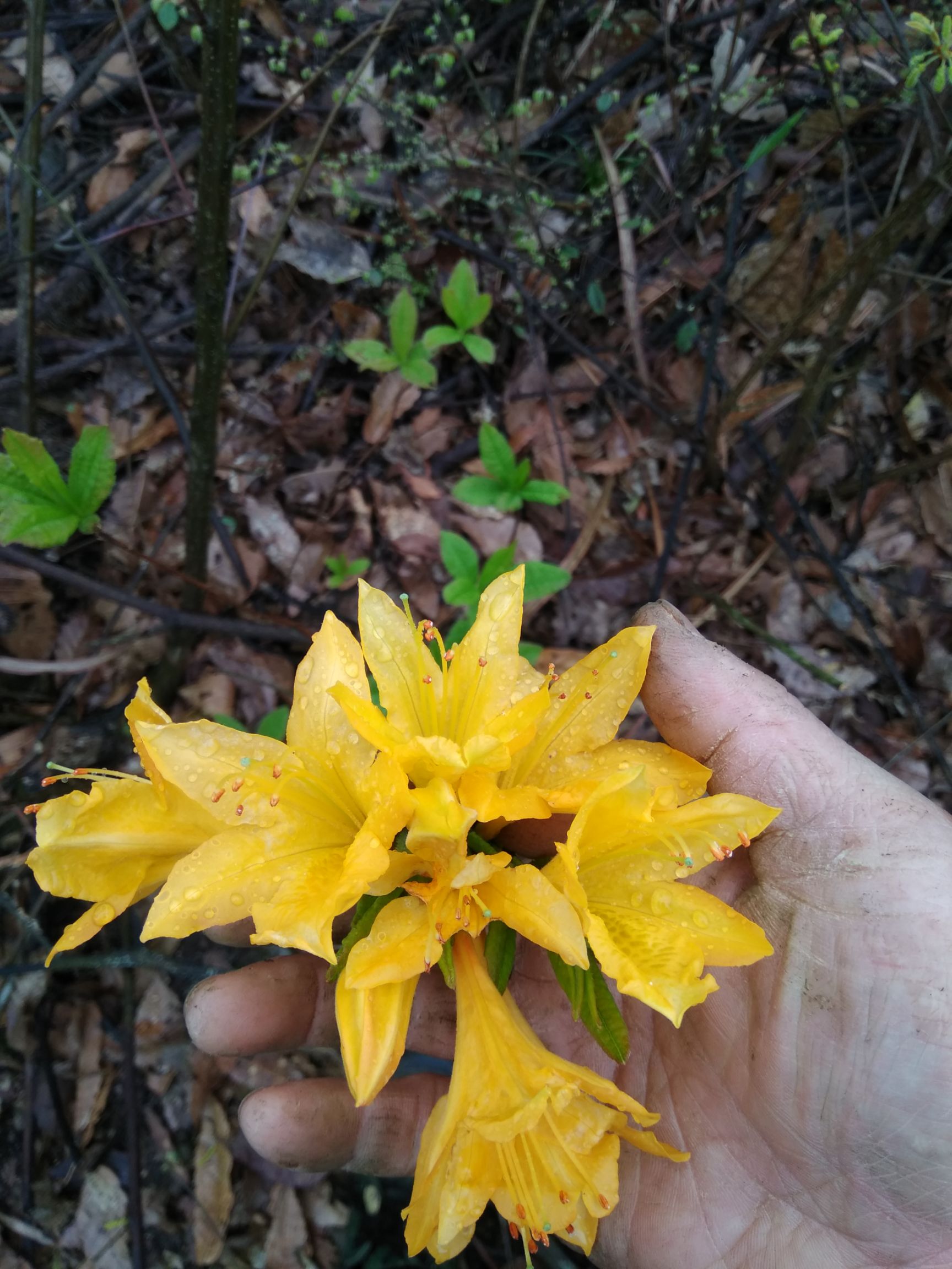 羊踯躅  黄杜鹃    种苗 干花 根部 都有售