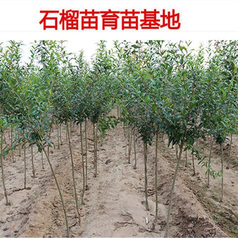  蒙阳红石榴苗嫁接苗自家育苗品种纯度高南北方均可种植成活率高