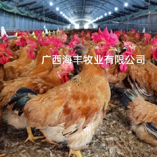 灵山县K9鸡苗  K9肉901 882(打好疫苗)纯正孵化基地直销