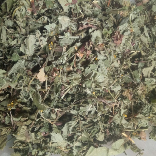 宁强县仙鹤草干品，颜色正无杂质，自然晒干