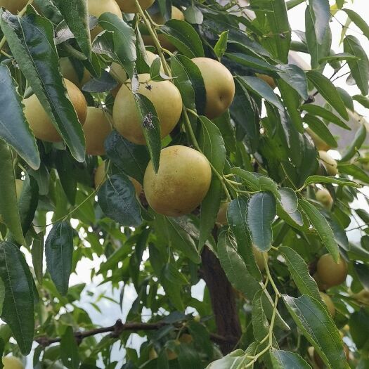 无棣县 大棚有机冬枣