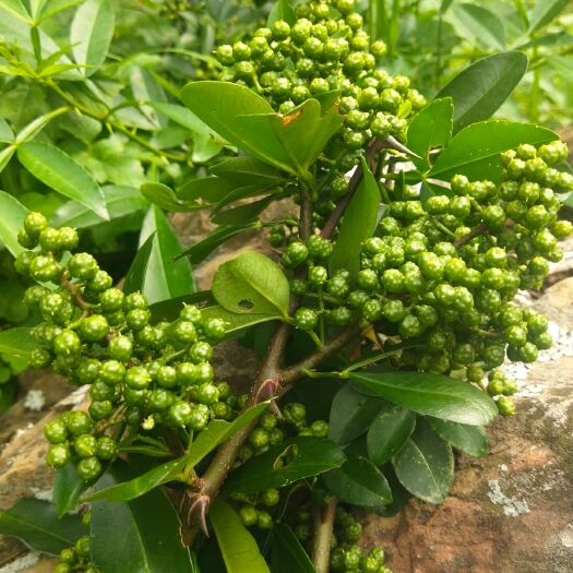 永胜县 特级云南青花椒，有要的老板欢迎骚扰