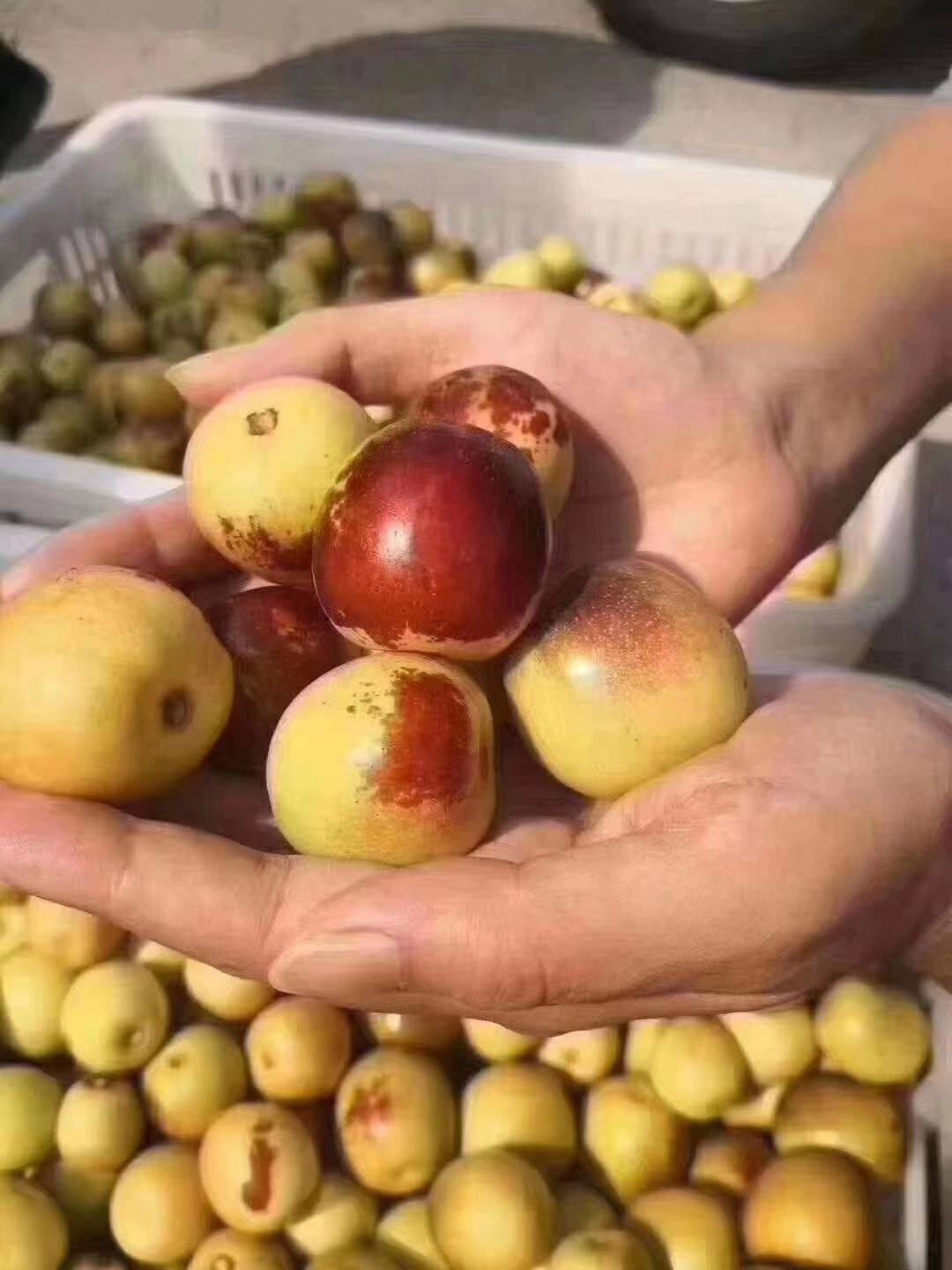  沾化冬枣