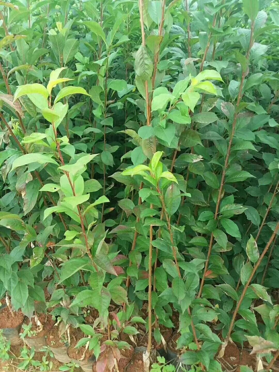 青脆李苗  云南李子苗品种齐全，文山李子苗基地