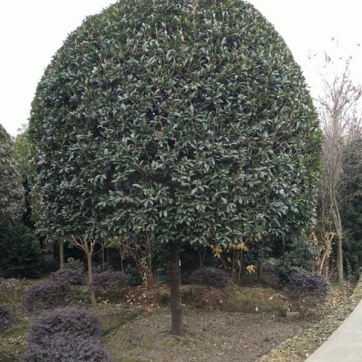 都江堰市精品银桂，各规格都有