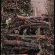 洛阳巨峰葡萄苗