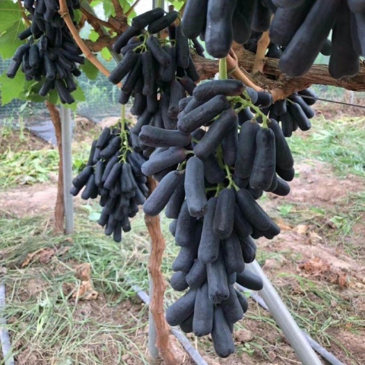 平邑县蓝宝石葡萄苗 甜蜜蓝宝石葡萄树苗 基地直销 量大从优 山东种苗 水果种苗
