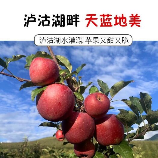 盐源县现摘新鲜脆甜大凉山丑苹果盐源高原冰糖心红将军当季整箱野生苹果