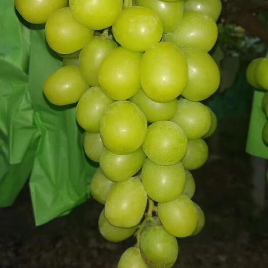 饶阳县 阳光玫瑰