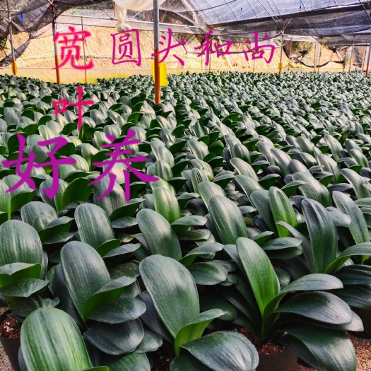 漳平市君子兰盆栽 元宝圆头和尚鞍山宽叶立板国兰君子兰室内精品花卉植物盆栽吸甲醛