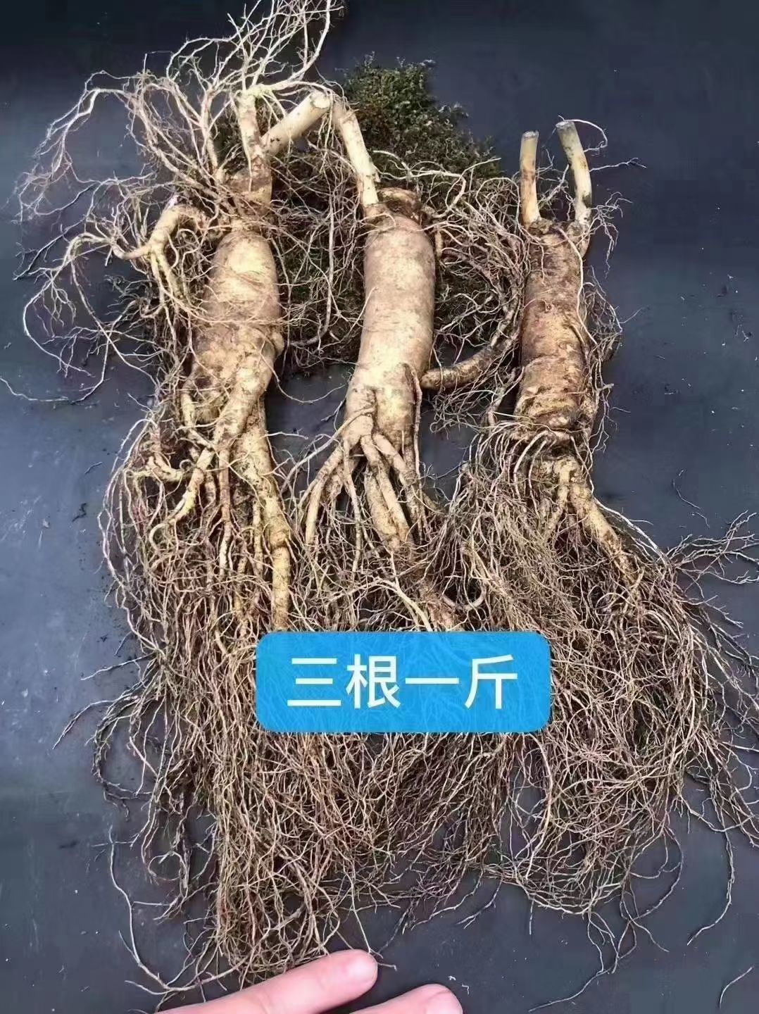 園參  長白山鮮人參，產地直銷，棵棵精品，特新鮮的人參，批發(fā)