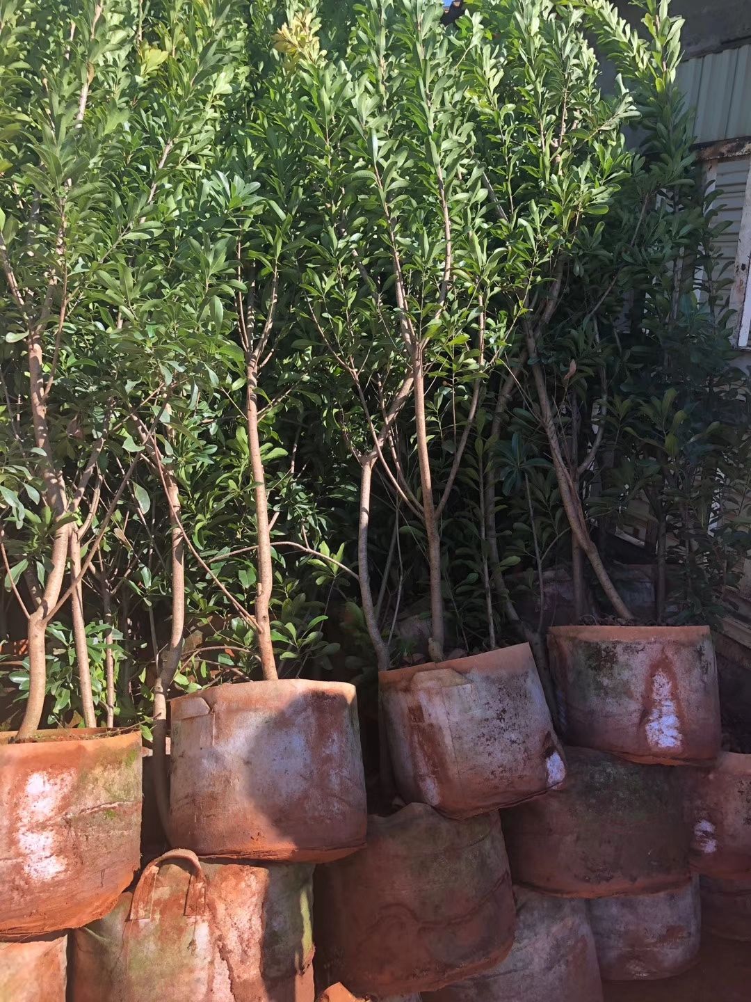 东魁杨梅树苗  荸荠杨梅，黑炭杨梅苗，云南杨梅苗基地直供