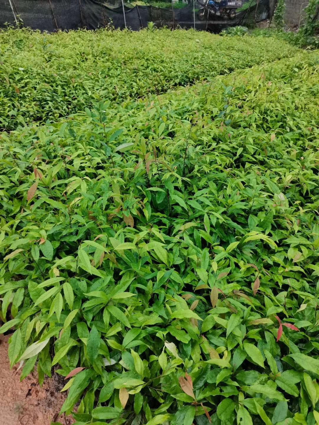 木荷苗 长期有大量60起木荷出售