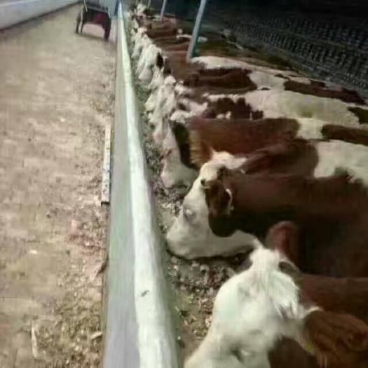 余姚市欢迎前来选购利木赞肉牛好品种