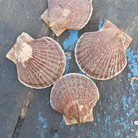 大连虾夷扇贝 出售夏邑贝苗