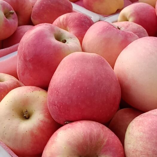 红富士苹果  砀山各种苹果大量上市，色泽好，货源多，糖度高，