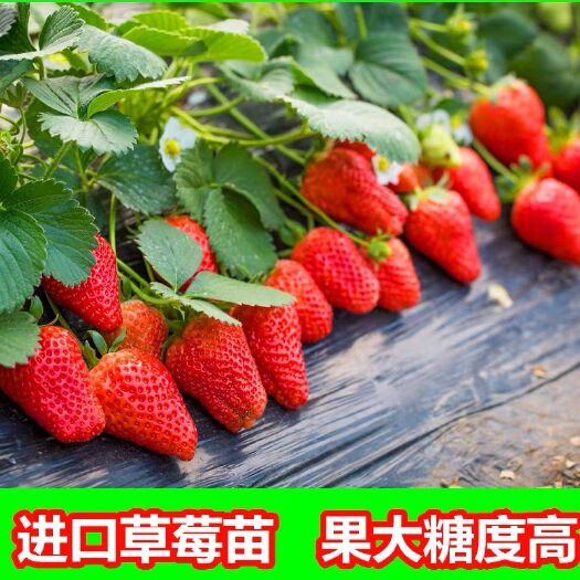 平邑县红颜草莓苗保结果阳台种植当年结果奶油四季草莓种苗盆栽地栽