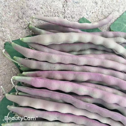 绥中县紫架豆 辽宁绥中紫芸豆大量上市！