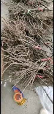 观赏牡丹  基地直销牡菏泽正宗苗！牡丹种苗！牡丹树苗！