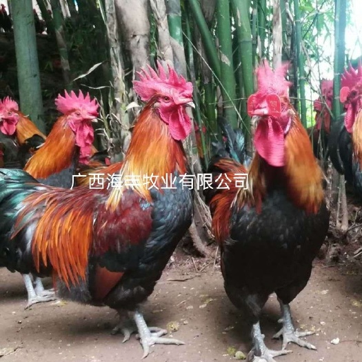 灵山县《孵房直供大苗》黑瑶鸡苗 瑶阉鸡苗
包打液氮疫苗 诚信合作