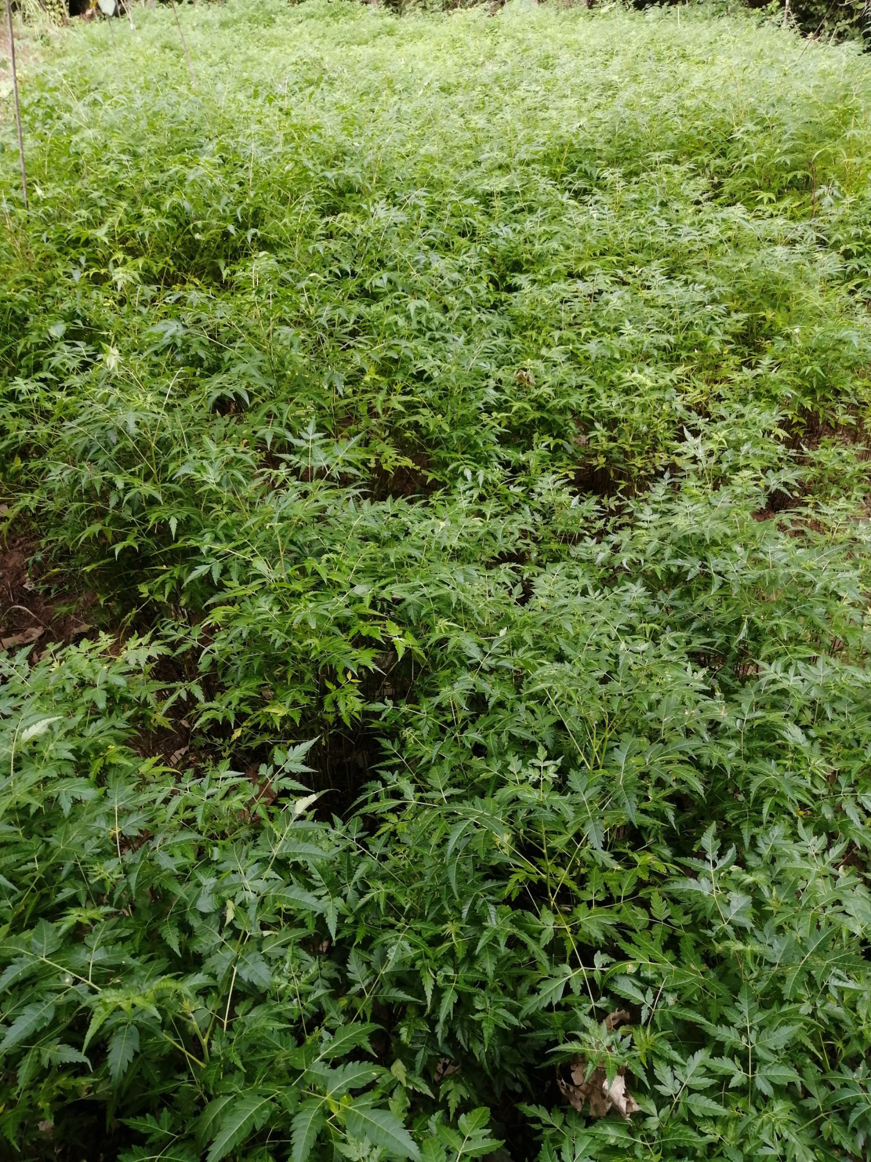 苦楝 苦楝树 苦楝苗 苦楝子 川楝 苗圃大量供货