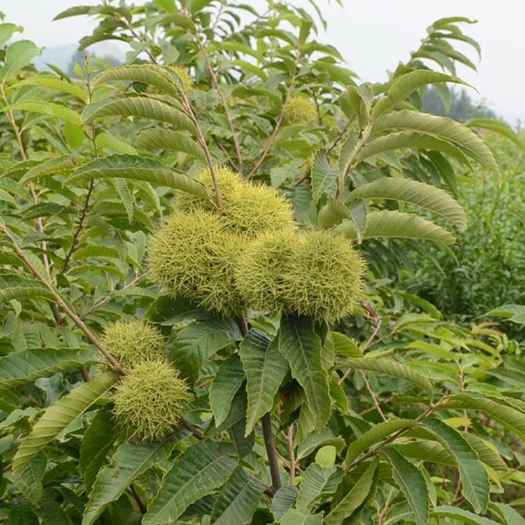 板栗苗树嫁接地栽南方北方种植大红袍当年结果特大板栗树果树