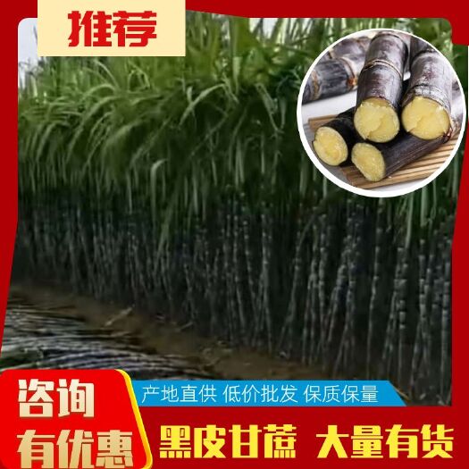 商丘黑皮甘蔗 一手货源，合作社自产自销
