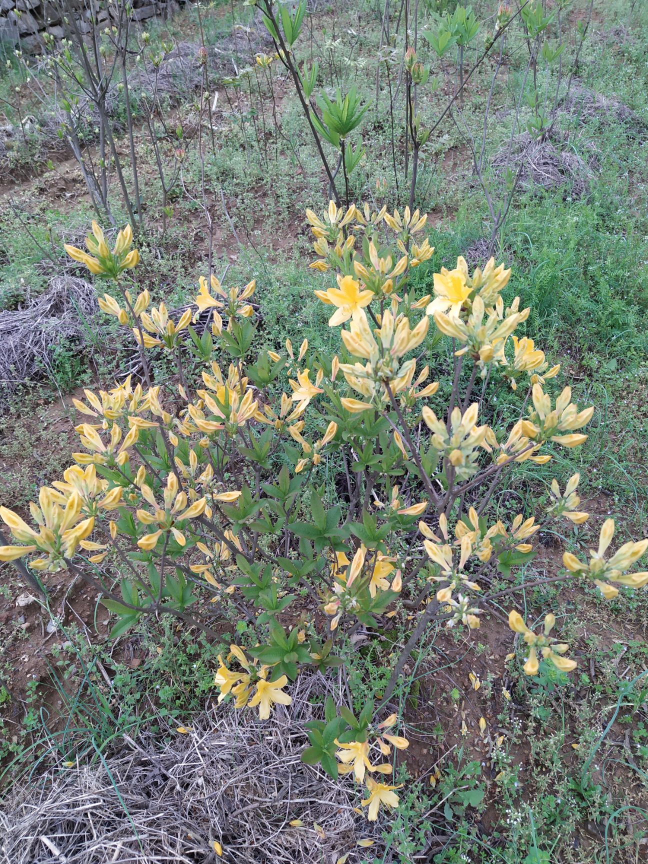 羊踯躅  黄杜鹃    种苗 干花 根部 都有售