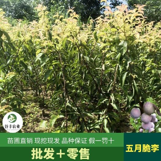 简阳市五月脆李苗  五月脆李 凤凰李 李子苗 嫁接李子苗 早熟李子