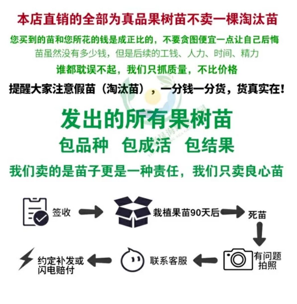 7年老店铺诚信经营品质保证石榴树苗突尼斯软籽果树当年结果盆栽