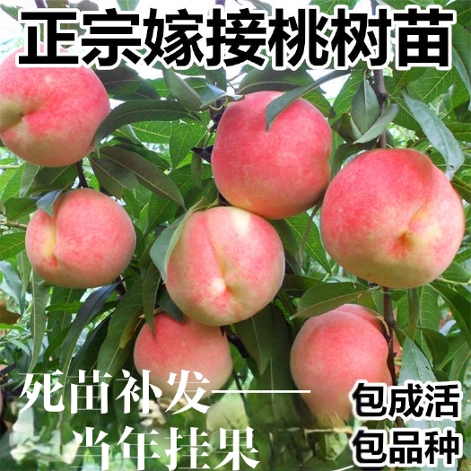 平邑县嫁接桃树苗  桃树嫁接苗  六月大红桃树苗 锦绣黄桃 质量保证 假一赔十