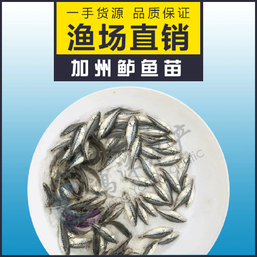 广州加州鲈鱼苗大口黑鲈鱼优鲈3号鲈鱼水花基地发货技术支持
